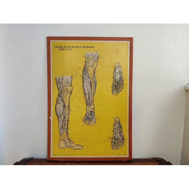Anatomisk planche, Dr. Scholl: Chart of Muscles and Tendons: Foot &amp; Leg