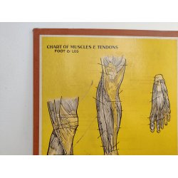 Anatomisk planche, Dr. Scholl: Chart of Muscles and Tendons: Foot &amp; Leg