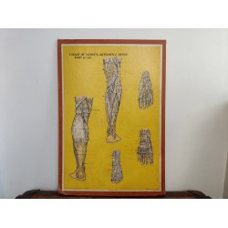 Anatomisk planche, Dr. Scholl: Chart of Nerves, Arteries &amp; Veins: Foot &amp; Leg