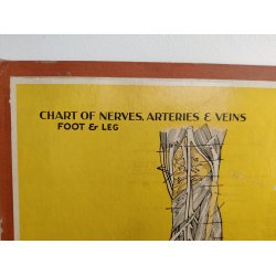 Anatomisk planche, Dr. Scholl: Chart of Nerves, Arteries &amp; Veins: Foot &amp; Leg