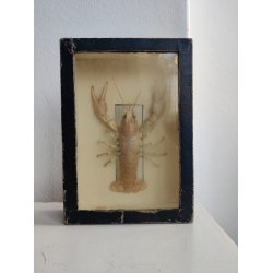 Udstoppet krebs i udstillingskasse