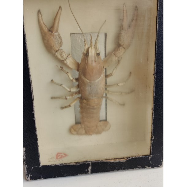 Udstoppet krebs i udstillingskasse