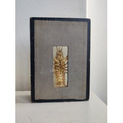 Udstoppet krebs i udstillingskasse