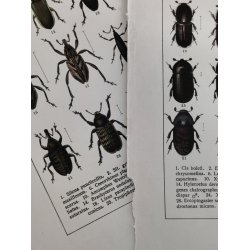 Lot antikke tryk med biller, 1916