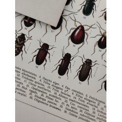 Lot antikke tryk med biller, 1916