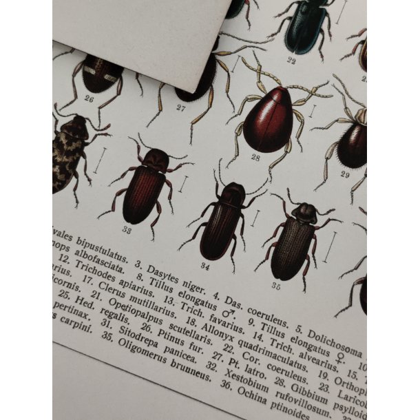 Lot antikke tryk med biller, 1916