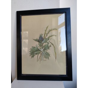 Botanisk tryk af tidsel, ca. 1974