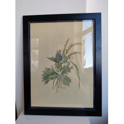 Botanisk tryk af tidsel, ca. 1974