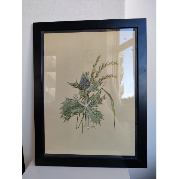 Botanisk tryk af tidsel, ca. 1974