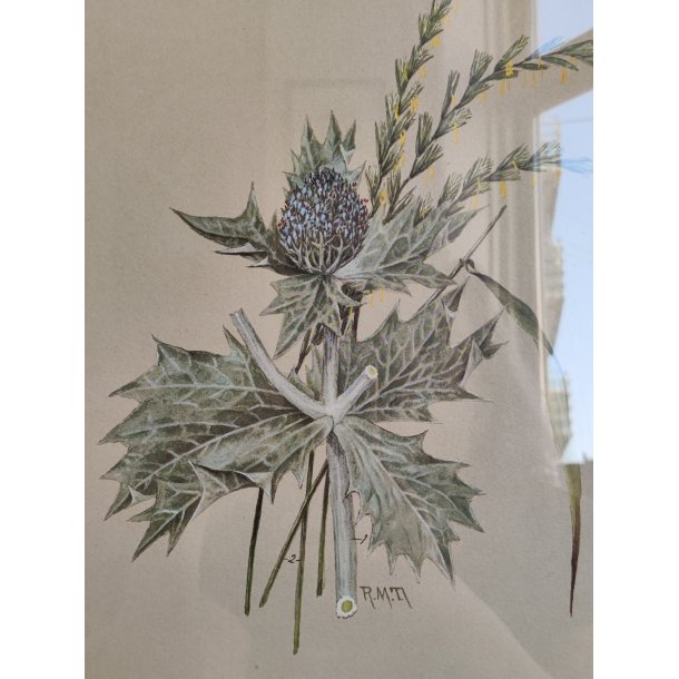 Botanisk tryk af tidsel, ca. 1974