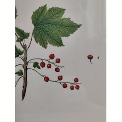 Flora Danica print, ribs