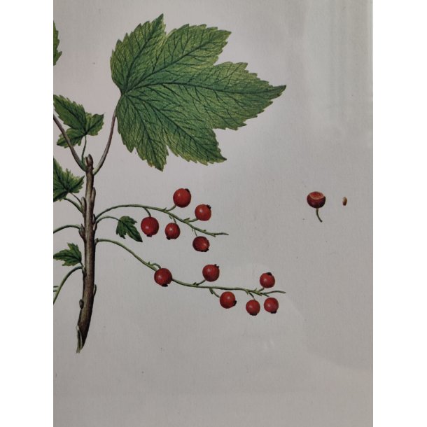 Flora Danica print, ribs