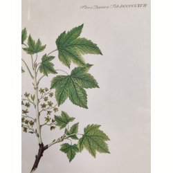 Flora Danica print, ribs