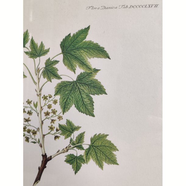 Flora Danica print, ribs