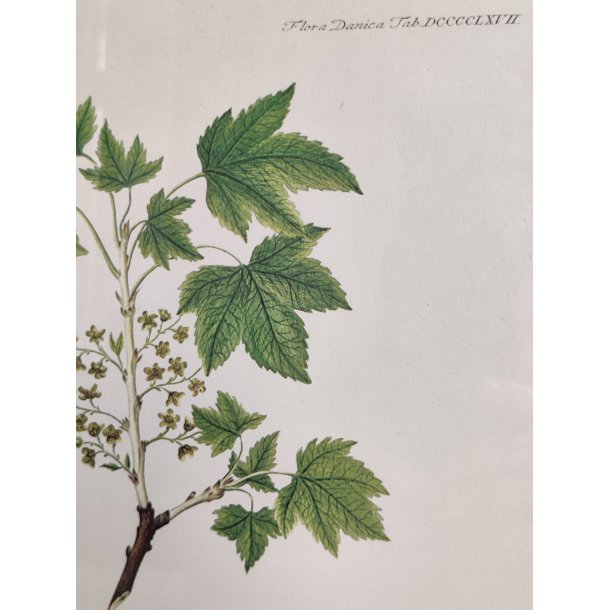 Flora Danica print, ribs