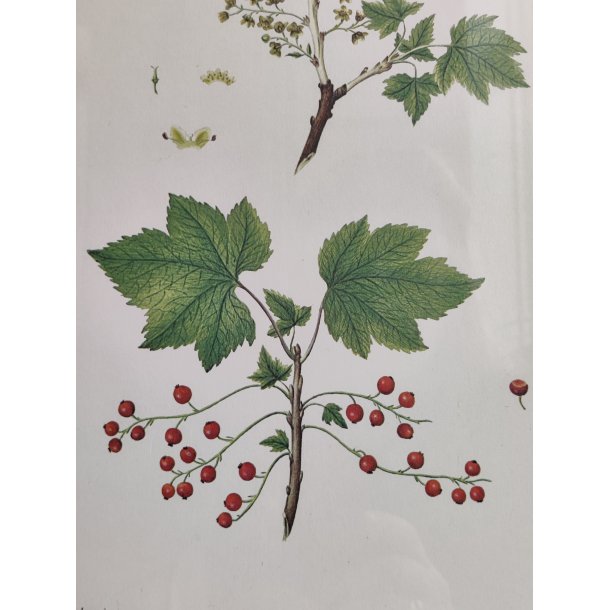 Flora Danica print, ribs