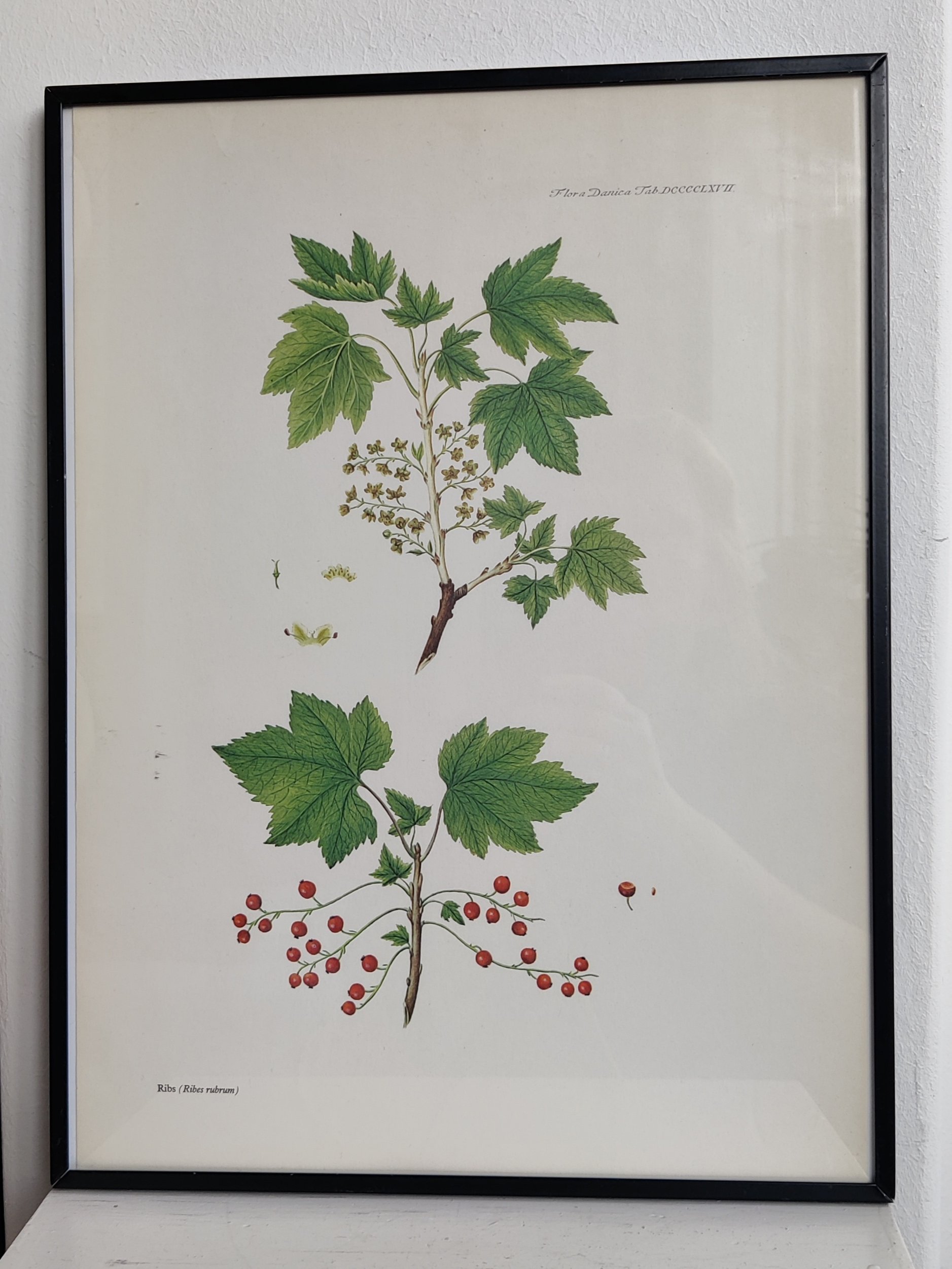 Flora Danica print, ribs