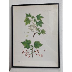 Flora Danica print, ribs