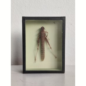 �ldre biologikasse med vandregr�shoppe