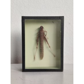 �ldre biologikasse med vandregr�shoppe