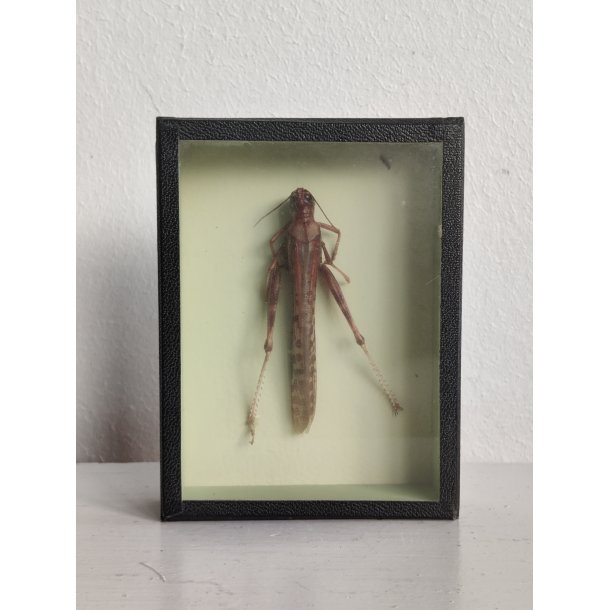 �ldre biologikasse med vandregr�shoppe