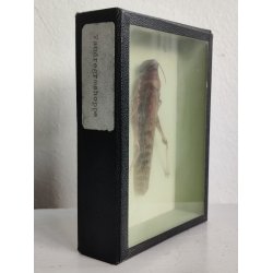 �ldre biologikasse med vandregr�shoppe