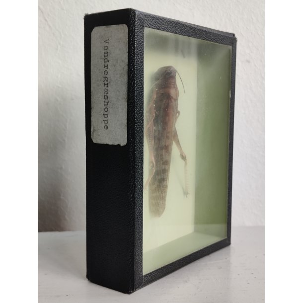 �ldre biologikasse med vandregr�shoppe