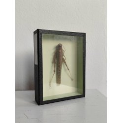 �ldre biologikasse med vandregr�shoppe