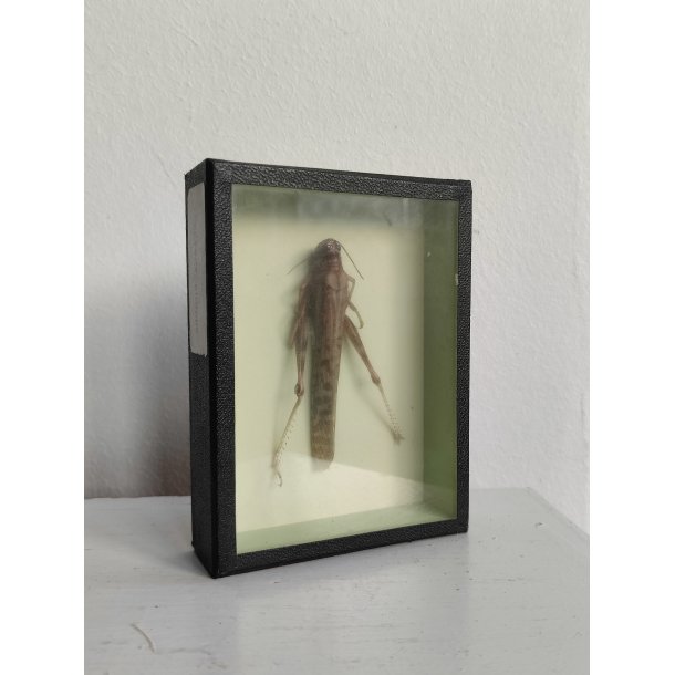 �ldre biologikasse med vandregr�shoppe