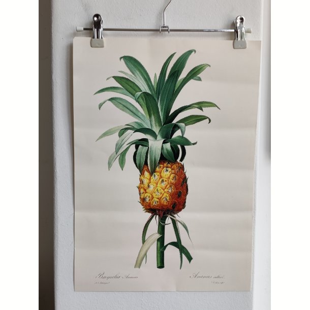 Botanisk tryk af ananas plante