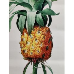 Botanisk tryk af ananas plante