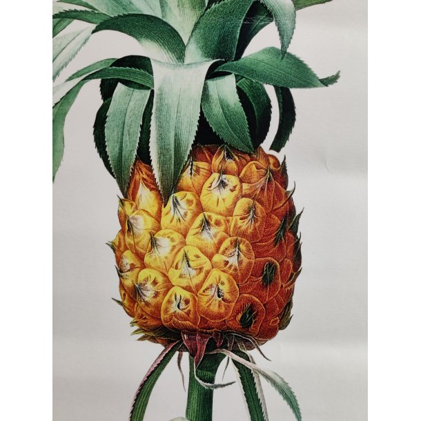 Botanisk tryk af ananas plante