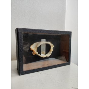 Pighaj gebis i udstillingskasse