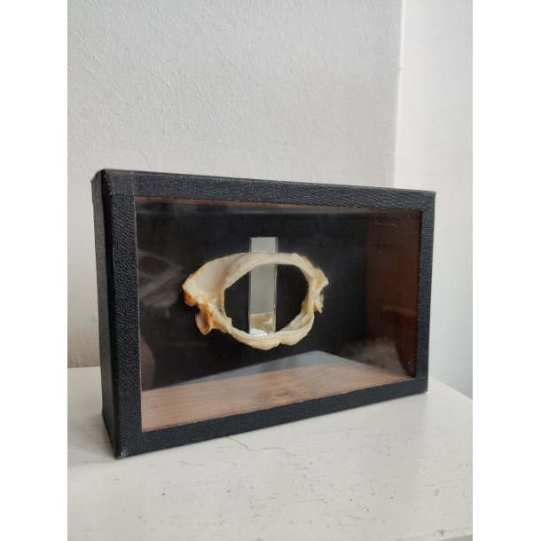 Pighaj gebis i udstillingskasse