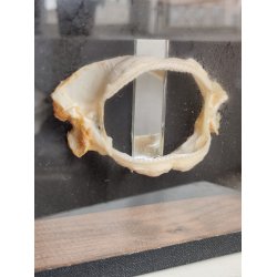 Pighaj gebis i udstillingskasse