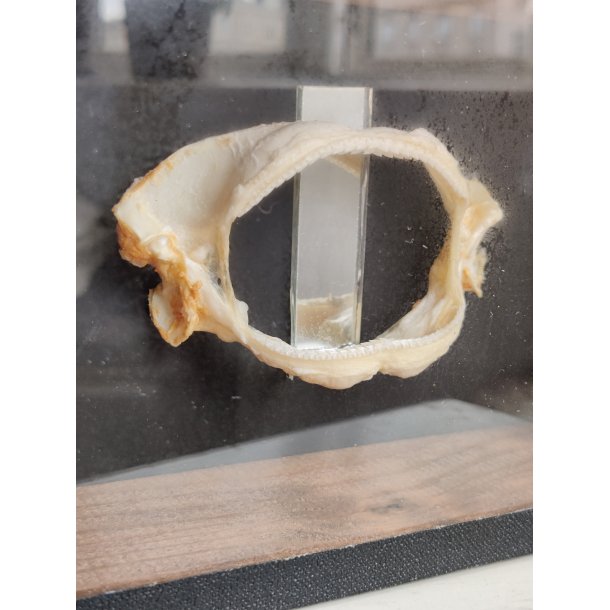 Pighaj gebis i udstillingskasse