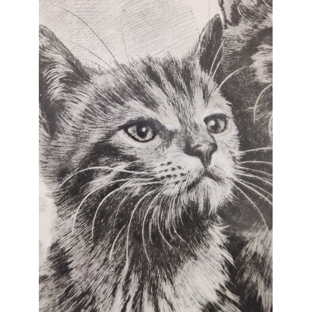 .Vintage tryk af fluffy kattekilllinger