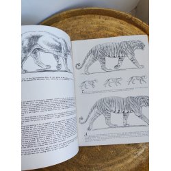 Walter T. Foster: The cats in action 