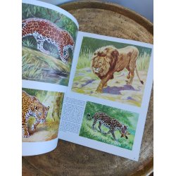 Walter T. Foster: The cats in action 