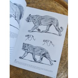 Walter T. Foster: The cats in action 