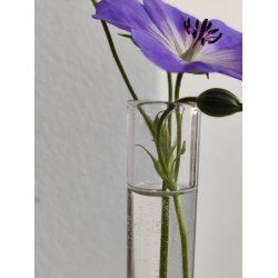 Lille orkid�vase i klart glas