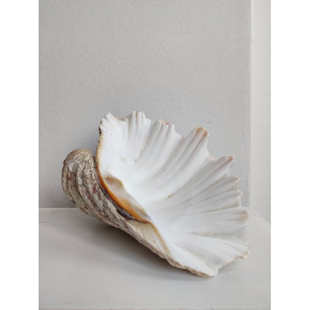 K�mpe muslingeskal