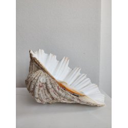 K�mpe muslingeskal