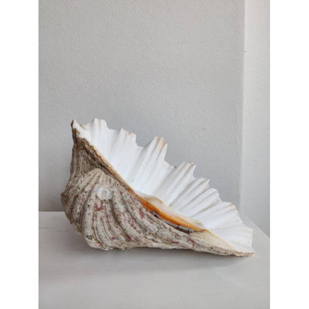 K�mpe muslingeskal