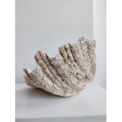 K�mpe muslingeskal