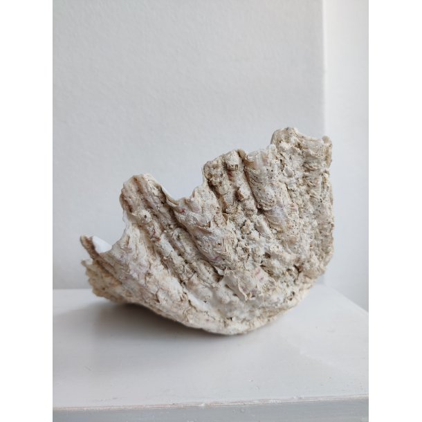 K�mpe muslingeskal