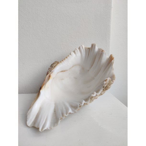 K�mpe muslingeskal