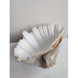 K�mpe muslingeskal