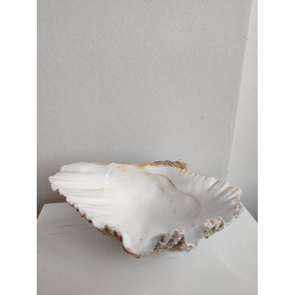 K�mpe muslingeskal