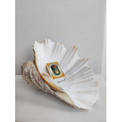 K�mpe muslingeskal